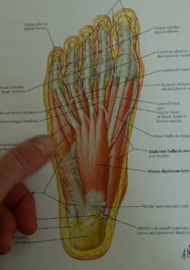 Some of the muscles in the bottom of the foot